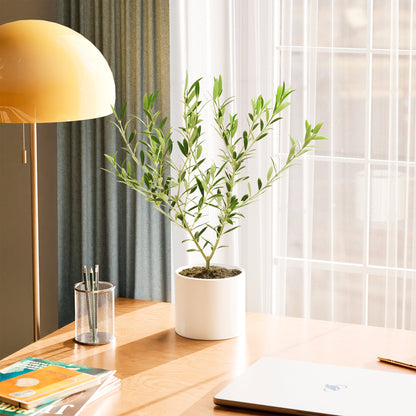 Indoor Olive Tree