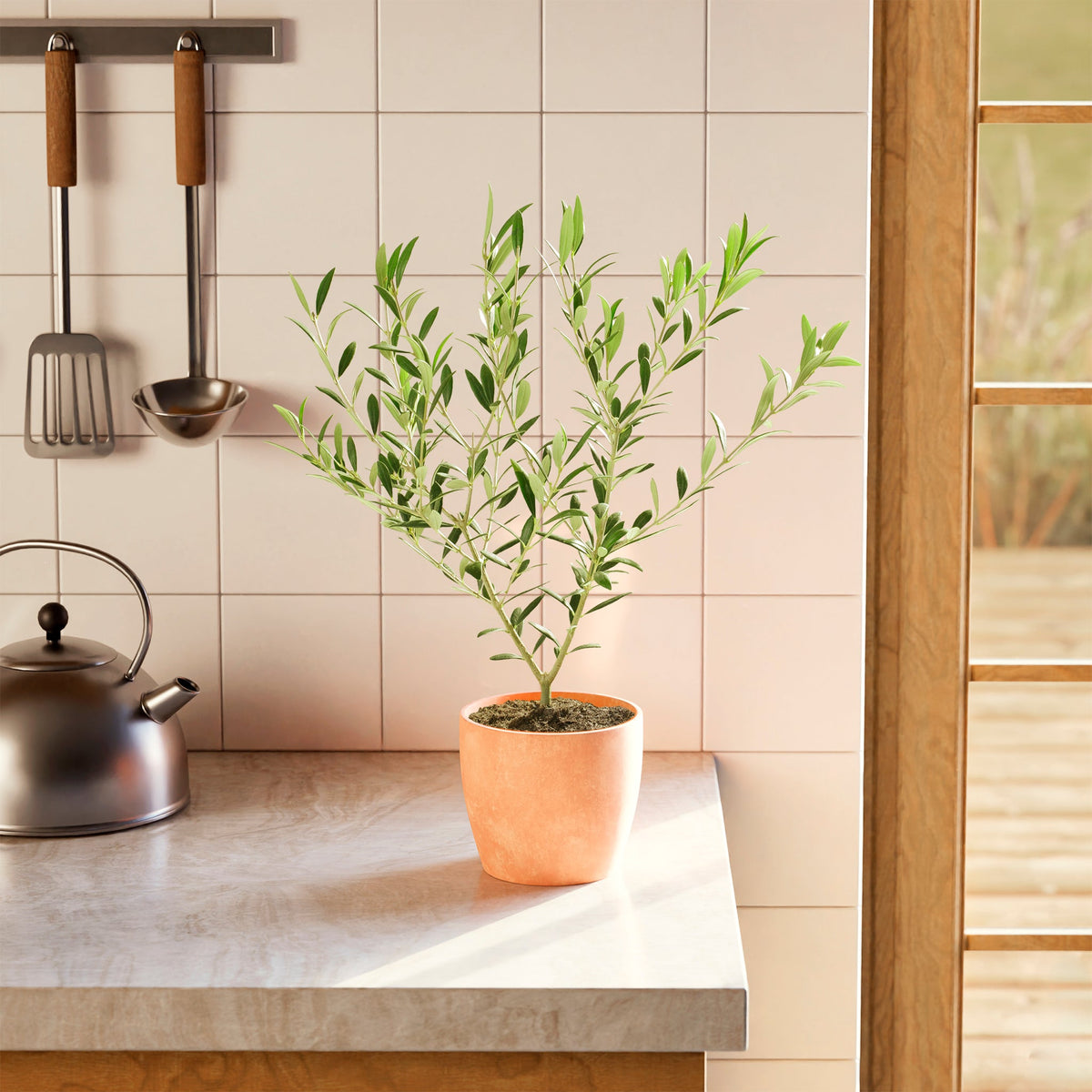 Indoor Olive Tree