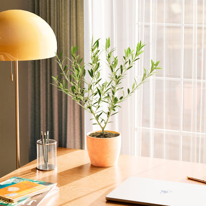 Indoor Olive Tree