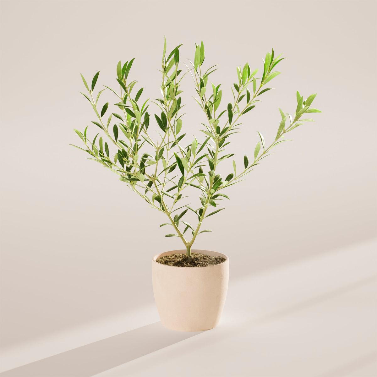 Indoor Olive Tree