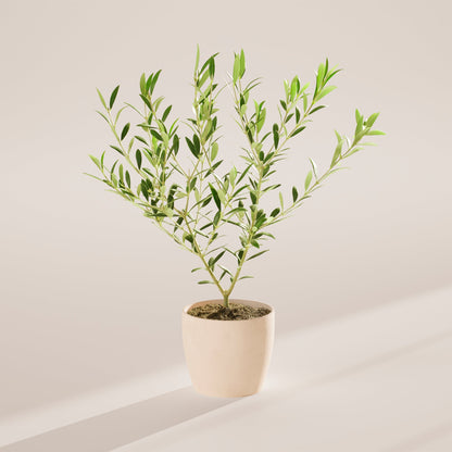 Indoor Olive Tree