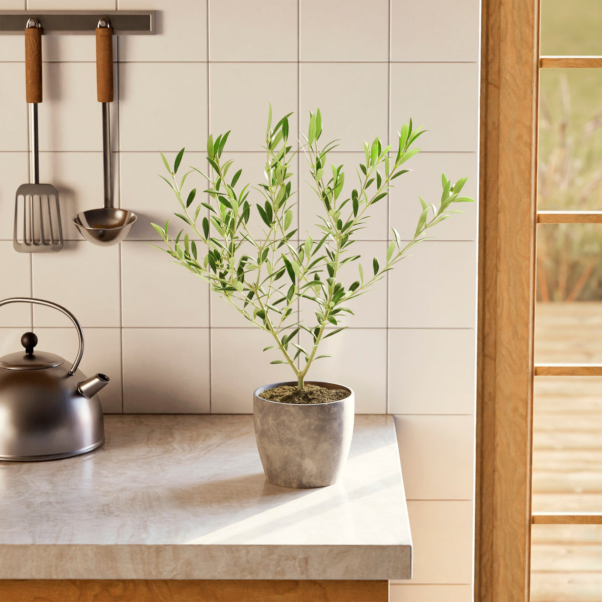Indoor Olive Tree