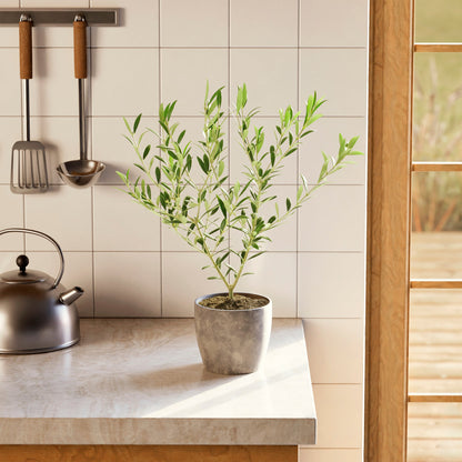 Indoor Olive Tree