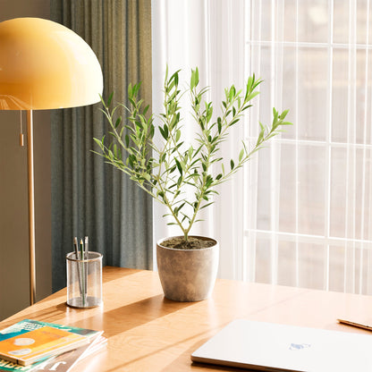 Indoor Olive Tree