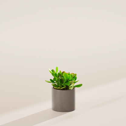 Jade Plant