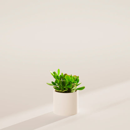 Jade Plant