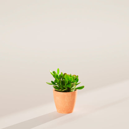 Jade Plant