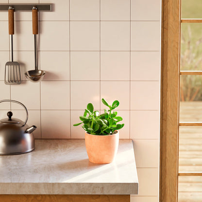 Jade Plant
