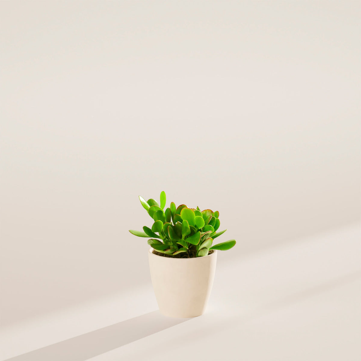 Jade Plant