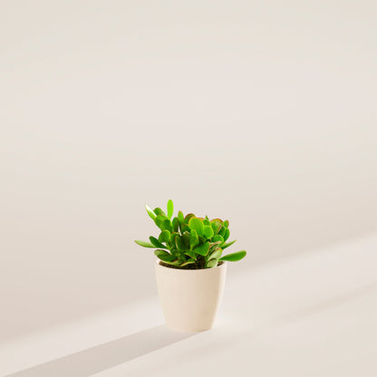 Jade Plant