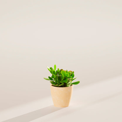 Jade Plant