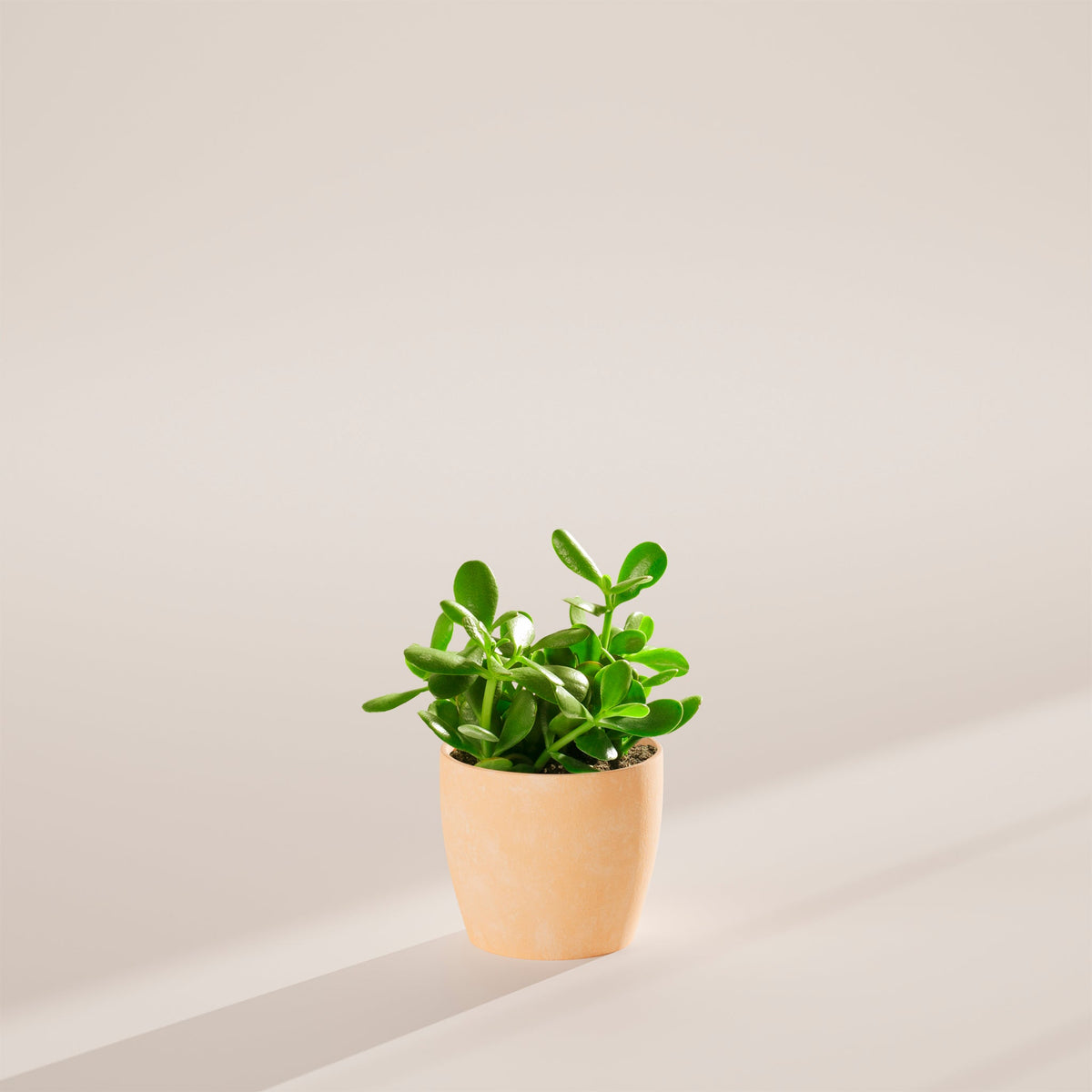Jade Plant