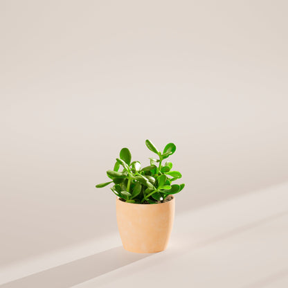 Jade Plant