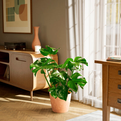 Monstera Deliciosa (Split Leaf Philodendron)