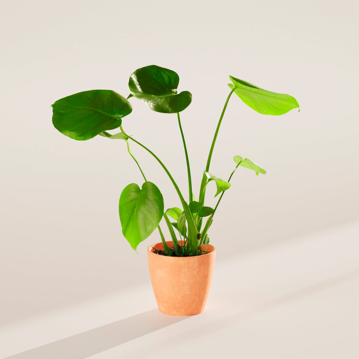 Monstera Deliciosa (Split Leaf Philodendron)