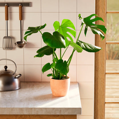 Monstera Deliciosa (Split Leaf Philodendron)