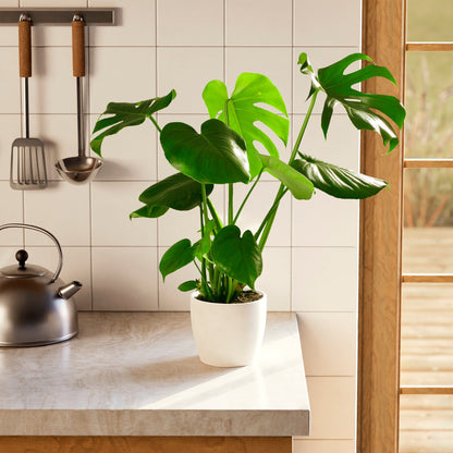 Monstera Deliciosa (Split Leaf Philodendron)