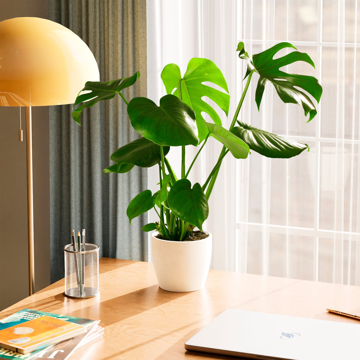Monstera Deliciosa (Split Leaf Philodendron)
