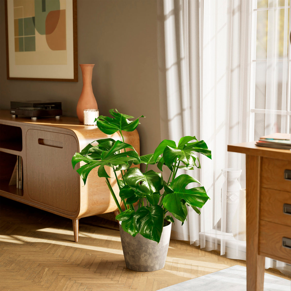Monstera Deliciosa (Split Leaf Philodendron)