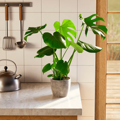 Monstera Deliciosa (Split Leaf Philodendron)