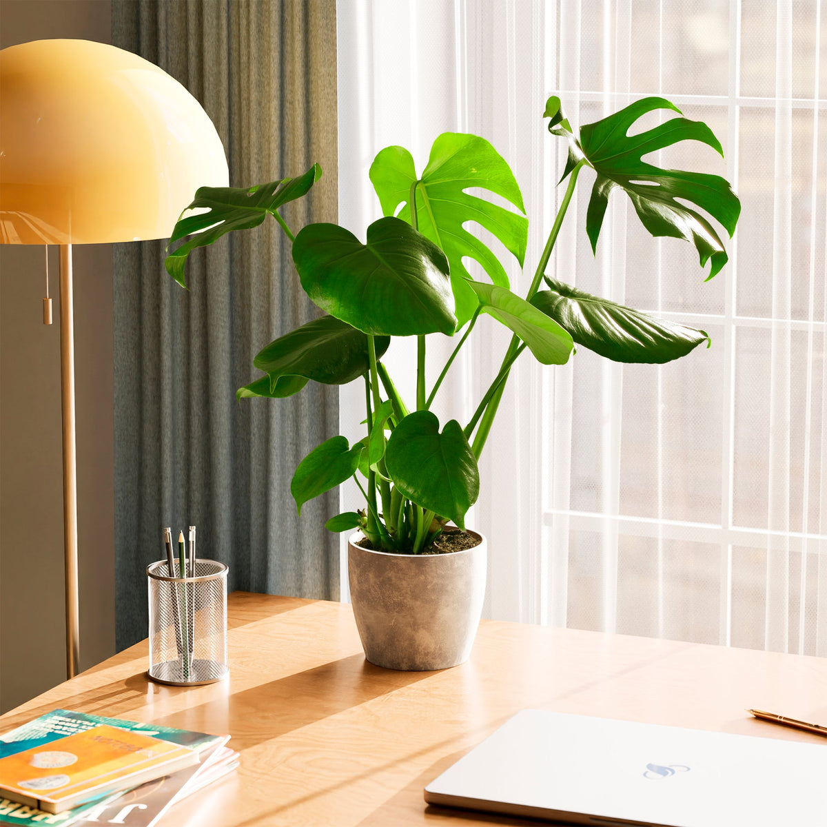 Monstera Deliciosa (Split Leaf Philodendron)