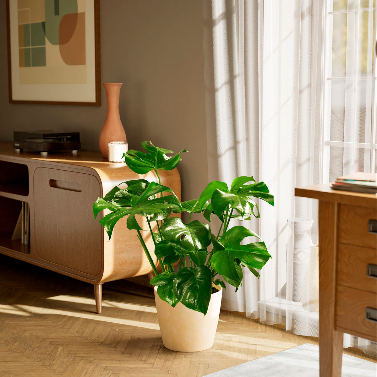 Monstera Deliciosa (Split Leaf Philodendron)