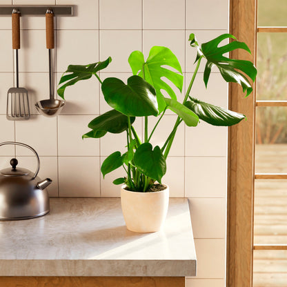Monstera Deliciosa (Split Leaf Philodendron)