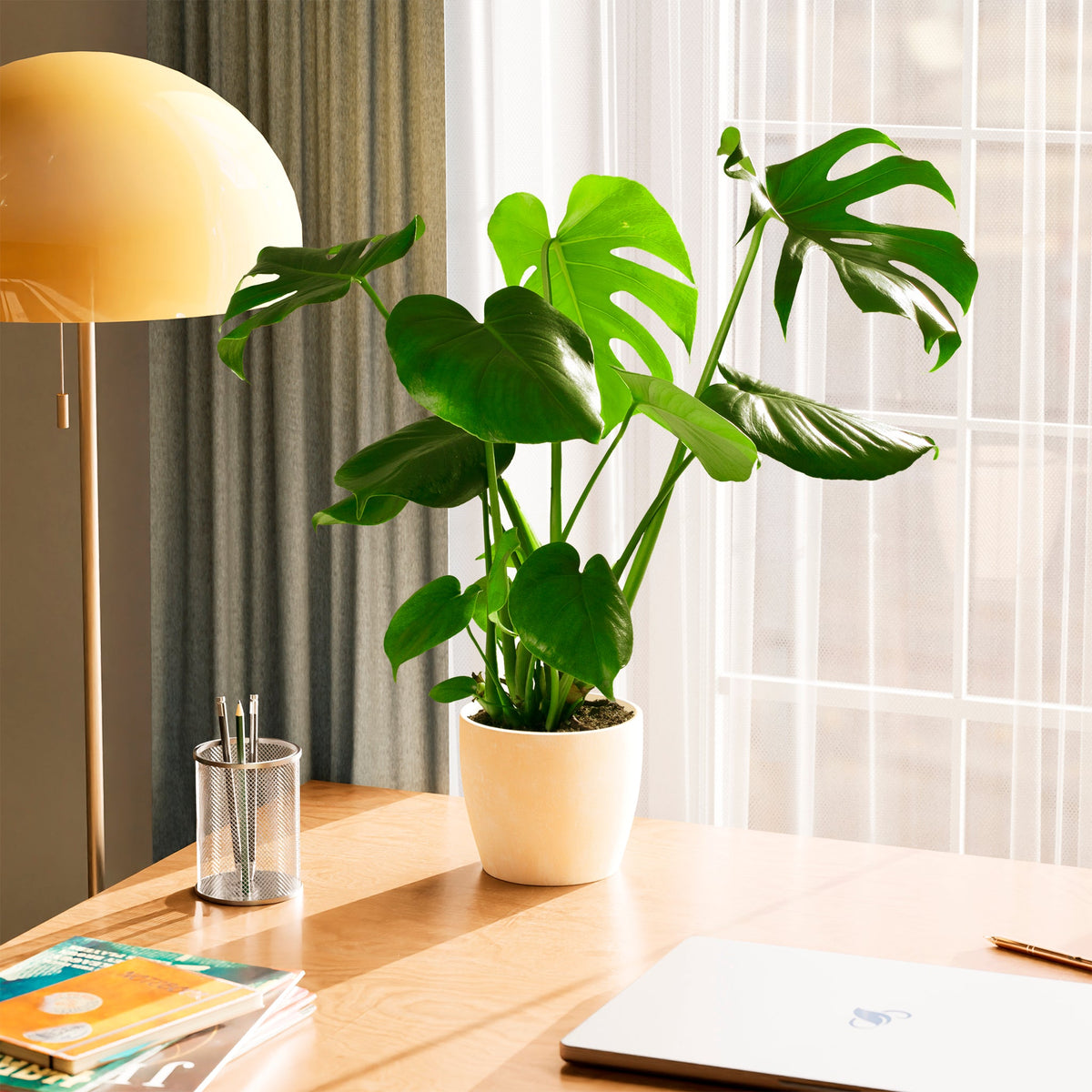 Monstera Deliciosa (Split Leaf Philodendron)