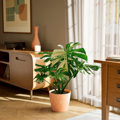 Monstera Thai Constellation