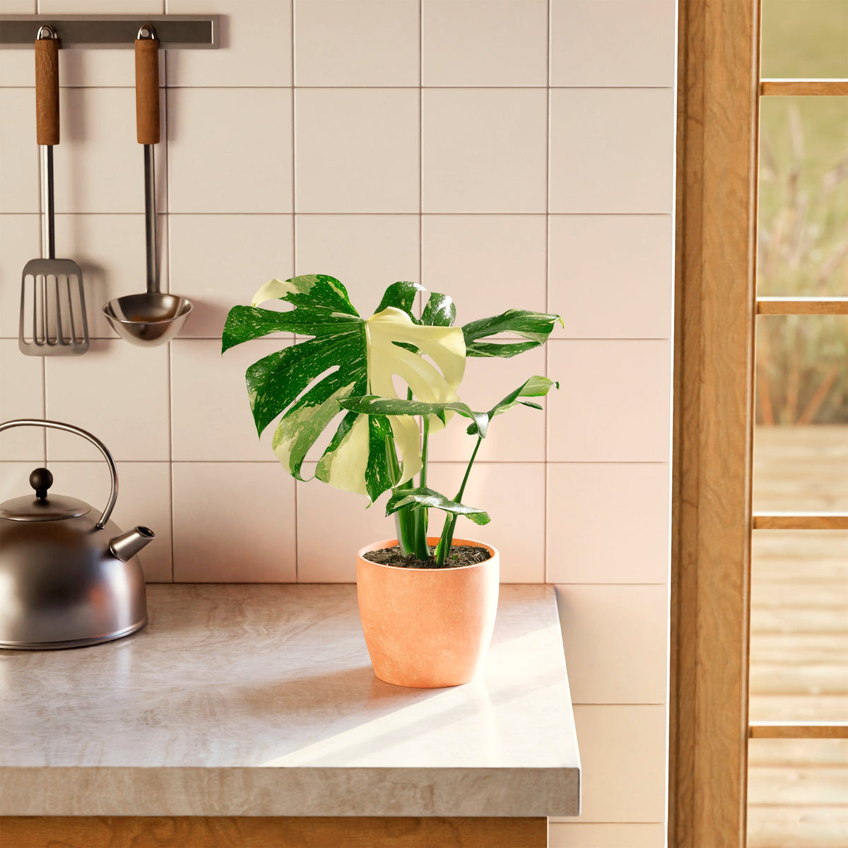 Monstera Thai Constellation