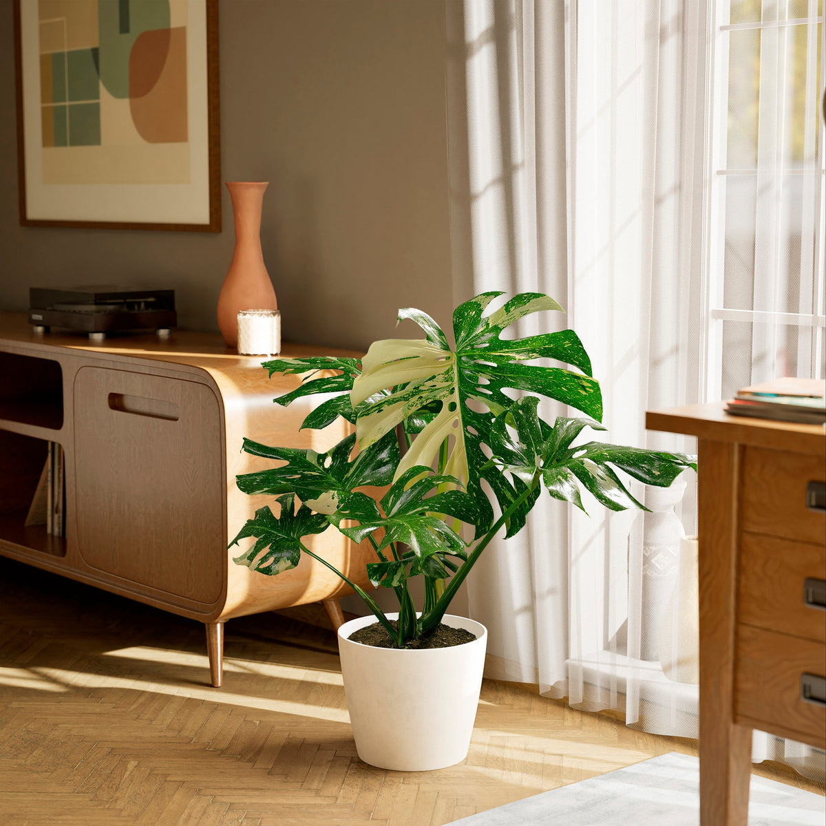 Monstera Thai Constellation