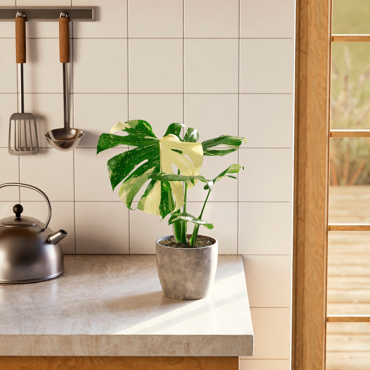 Monstera Thai Constellation