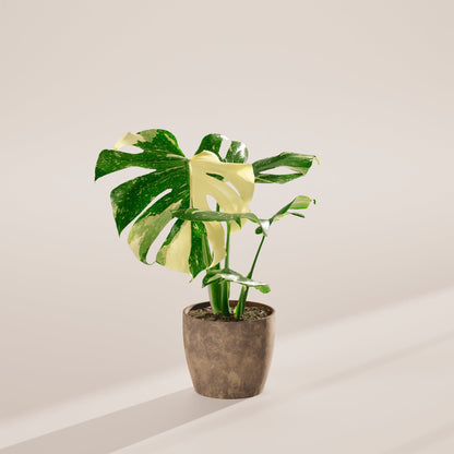 Monstera Thai Constellation