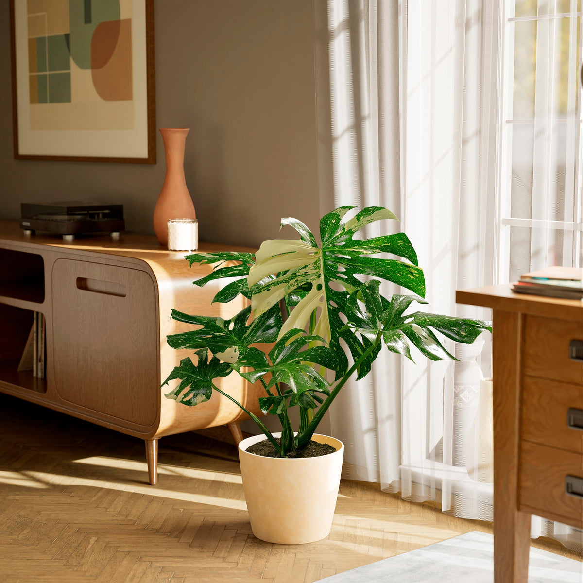 Monstera Thai Constellation