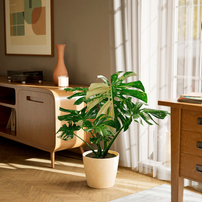 Monstera Thai Constellation