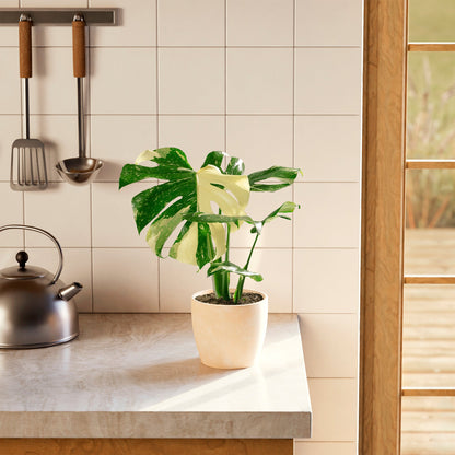 Monstera Thai Constellation
