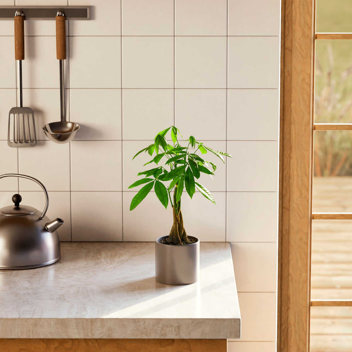 Money Tree Plant
