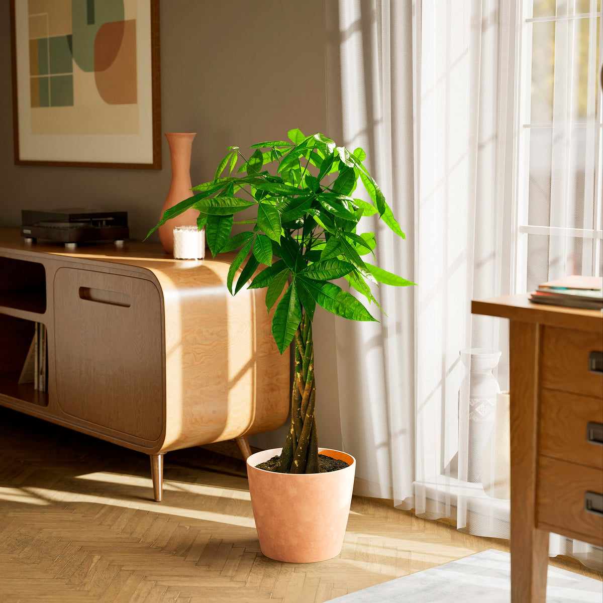 Money Tree Plant