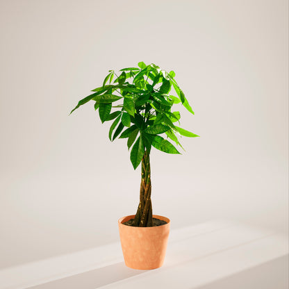 Money Tree Plant