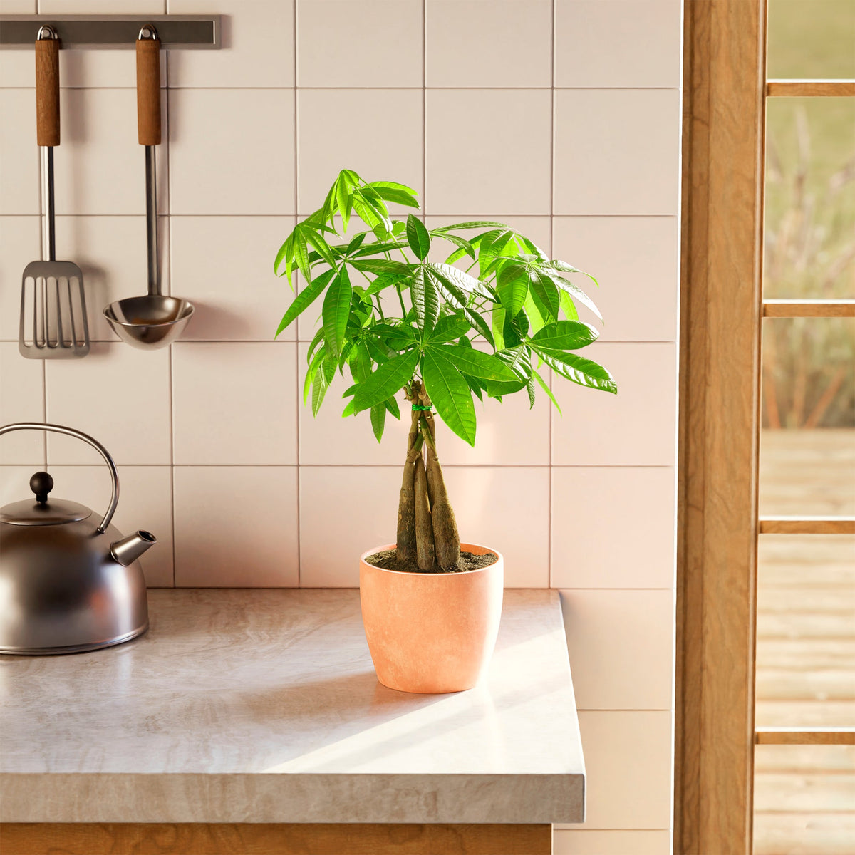 Money Tree Plant