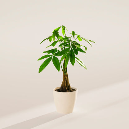 Money Tree Plant