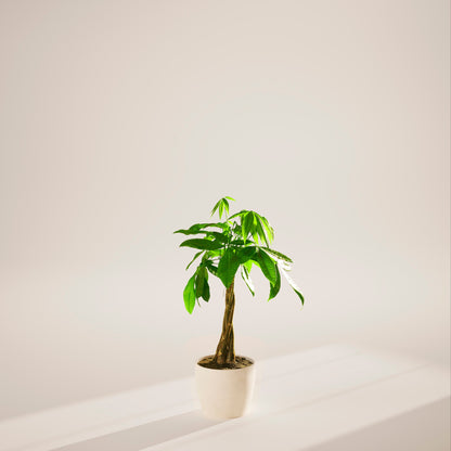 Money Tree Plant