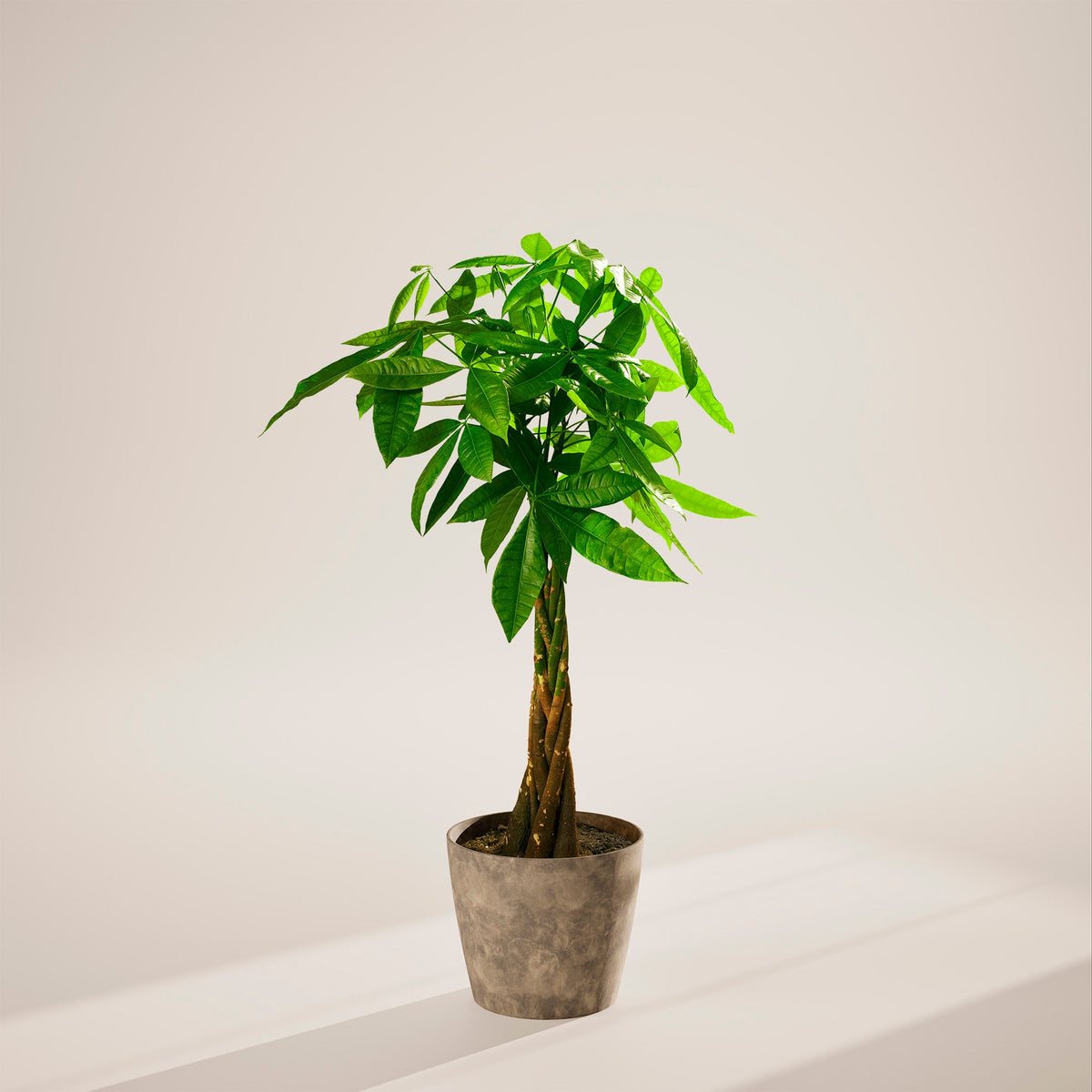 Money Tree Plant