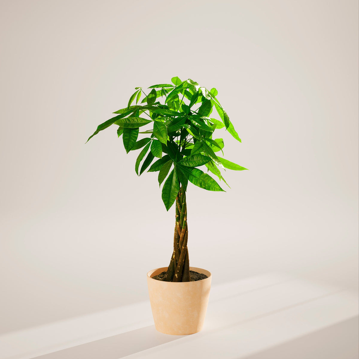 Money Tree Plant