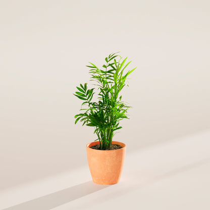 Neanthe Bella Palm