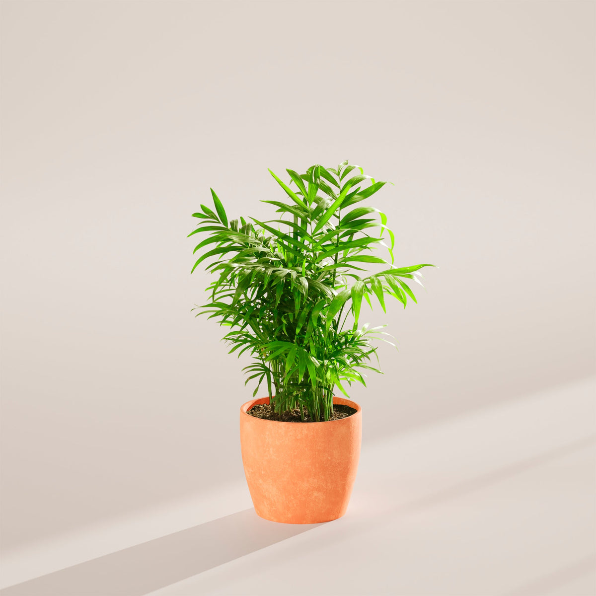 Neanthe Bella Palm