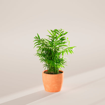 Neanthe Bella Palm