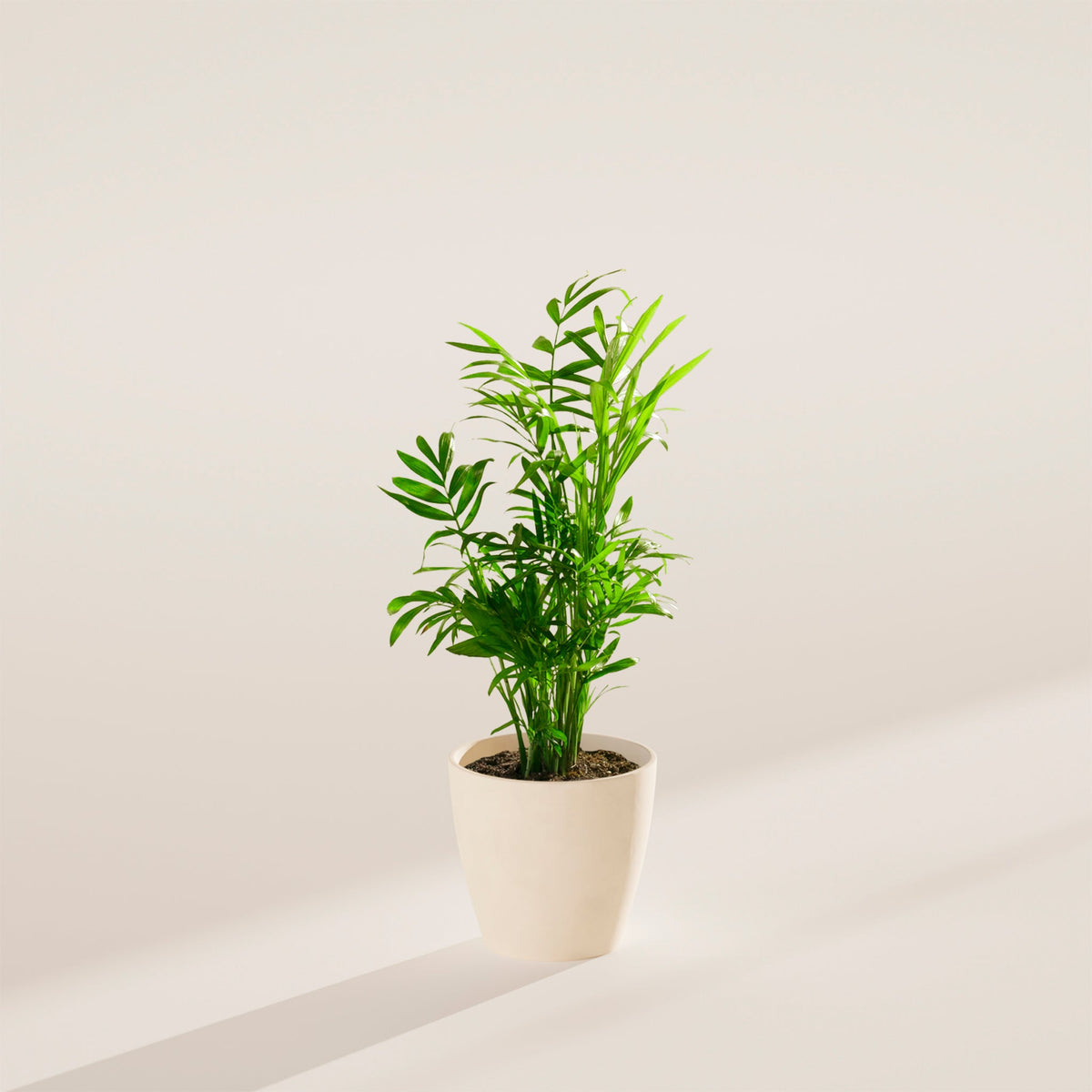 Neanthe Bella Palm