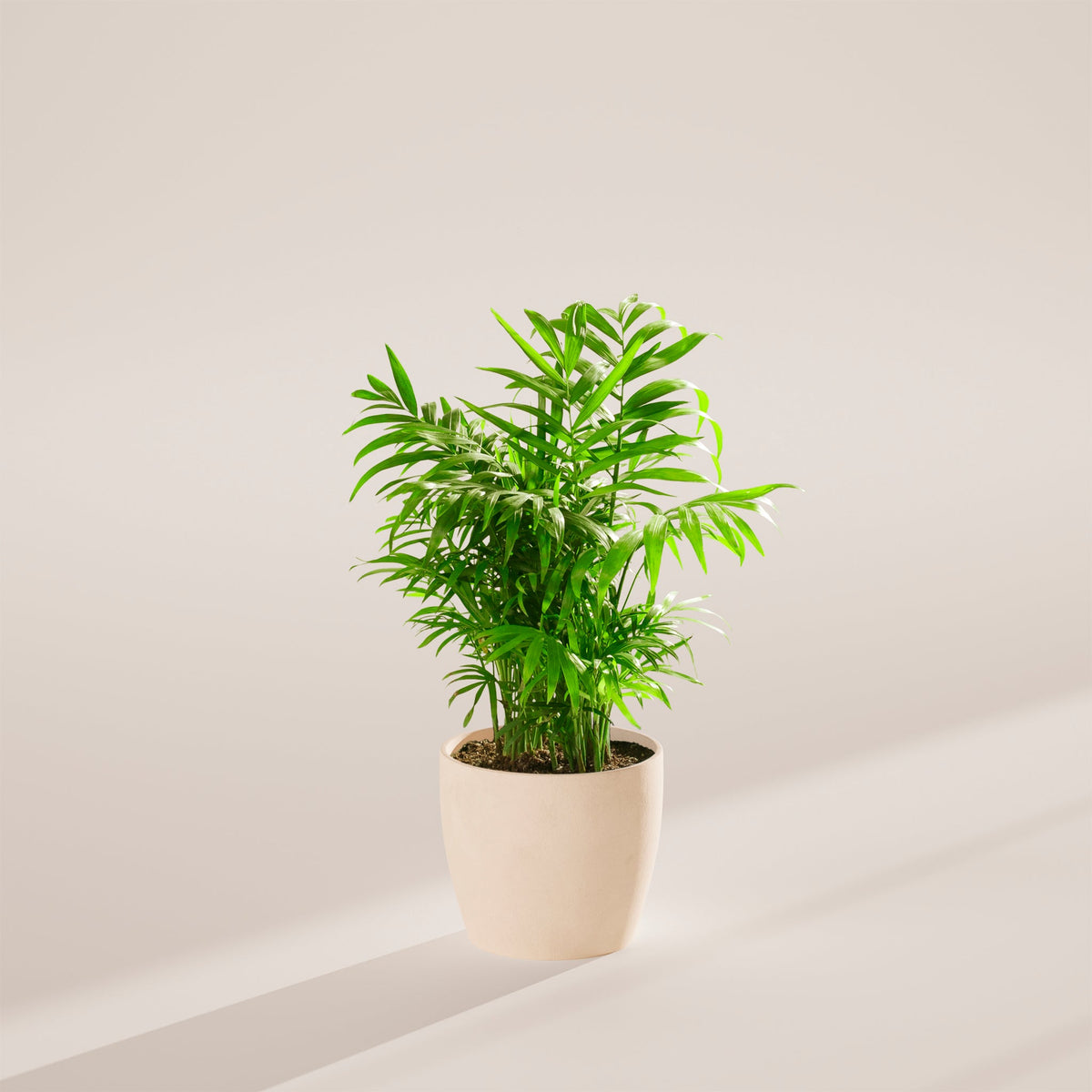 Neanthe Bella Palm