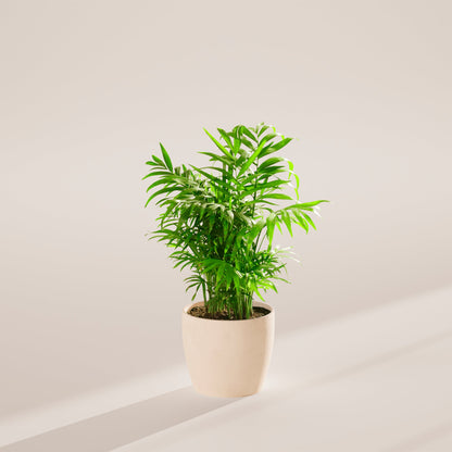 Neanthe Bella Palm